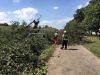 H0 - Baum auf Fahrbahn