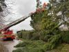 H1 - Ast/Baum droht zu fallen Verkehrsweg