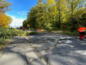 H0 - Baum auf Fahrbahn