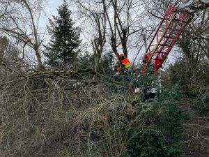 H1 - Ast/Baum gefallen Verkehrsweg