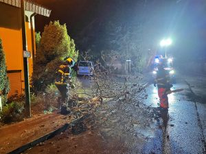 H1 - Ast/Baum gefallen Verkehrsweg