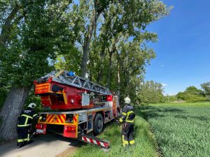 H1 - Baum droht zu fallen Verkehrsweg