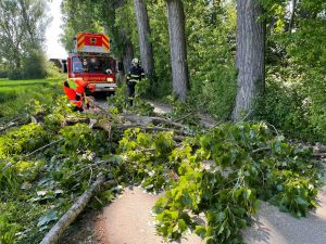 H1 - Baum droht zu fallen Verkehrsweg