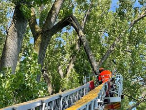 H1 - Baum droht zu fallen Verkehrsweg