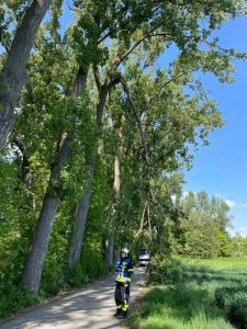 H1 - Baum droht zu fallen Verkehrsweg