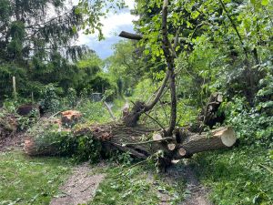 H0 - Ast/Baum gefallen Verkehrsweg