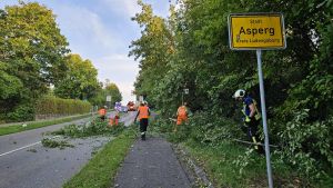 H1 - Ast/Baum droht zu fallen Verkehrsweg