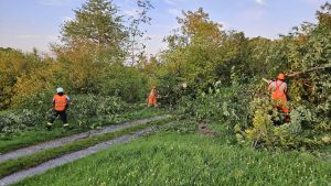 H1 - Ast/Baum droht zu fallen Verkehrsweg