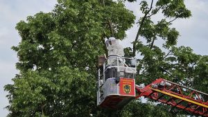 H0 - Bienen/Hornissen/Hummeln > 3m