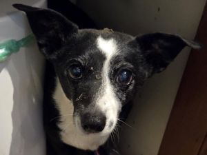 H1 - Rettung Tier eingeklemmt