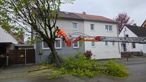 H1 - Ast/Baum droht zu fallen Verkehrsweg